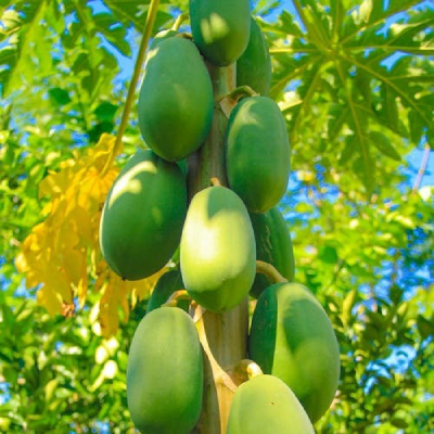 papaya