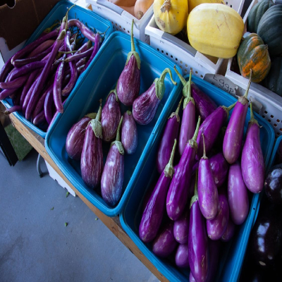 aubergine