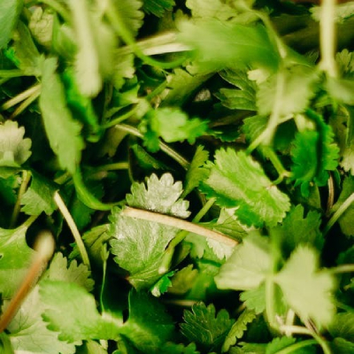 coriander