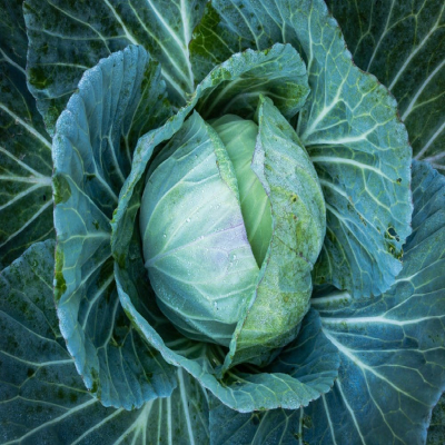 cabbage