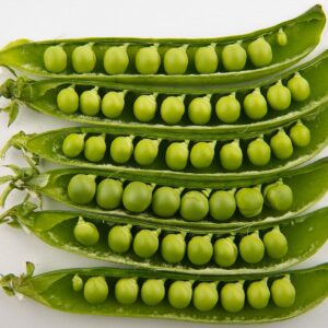 Pea