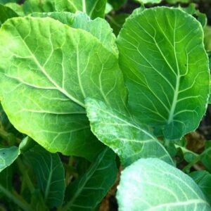 Collards seeds