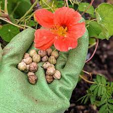 Nasturtium