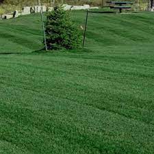 Kentucky bluegrass